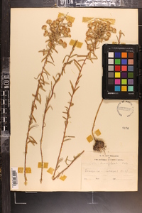 Ionactis linariifolia image