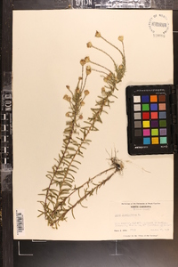 Ionactis linariifolia image