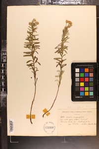 Ionactis linariifolia image