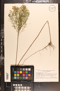 Euthamia caroliniana image