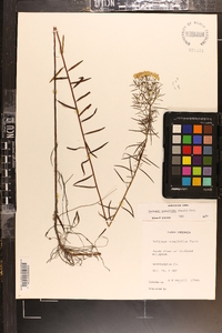 Euthamia caroliniana image