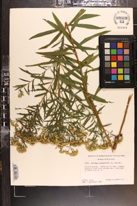 Euthamia lanceolata image