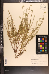 Ionactis linariifolia image