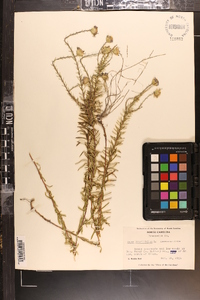 Ionactis linariifolia image