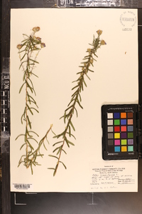 Ionactis linariifolia image