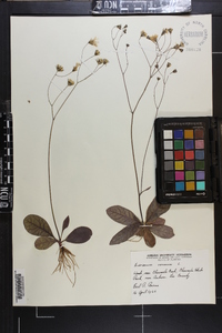 Hieracium venosum image