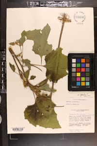 Xanthium strumarium var. glabratum image