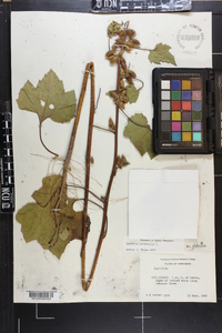 Xanthium strumarium var. glabratum image