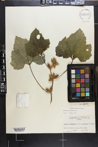 Xanthium strumarium var. glabratum image