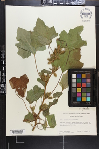 Xanthium strumarium var. glabratum image