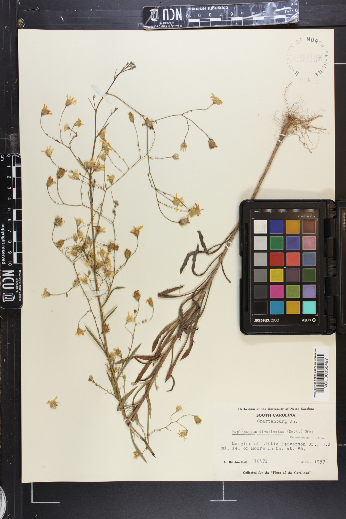 Croptilon divaricatum image