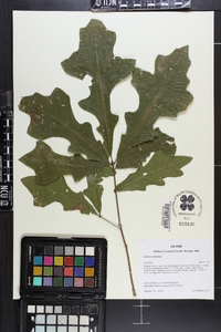 Quercus lyrata image