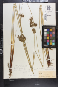 Juncus effusus var. solutus image