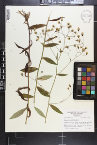 Hieracium paniculatum image