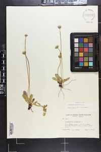 Hieracium pilosella image