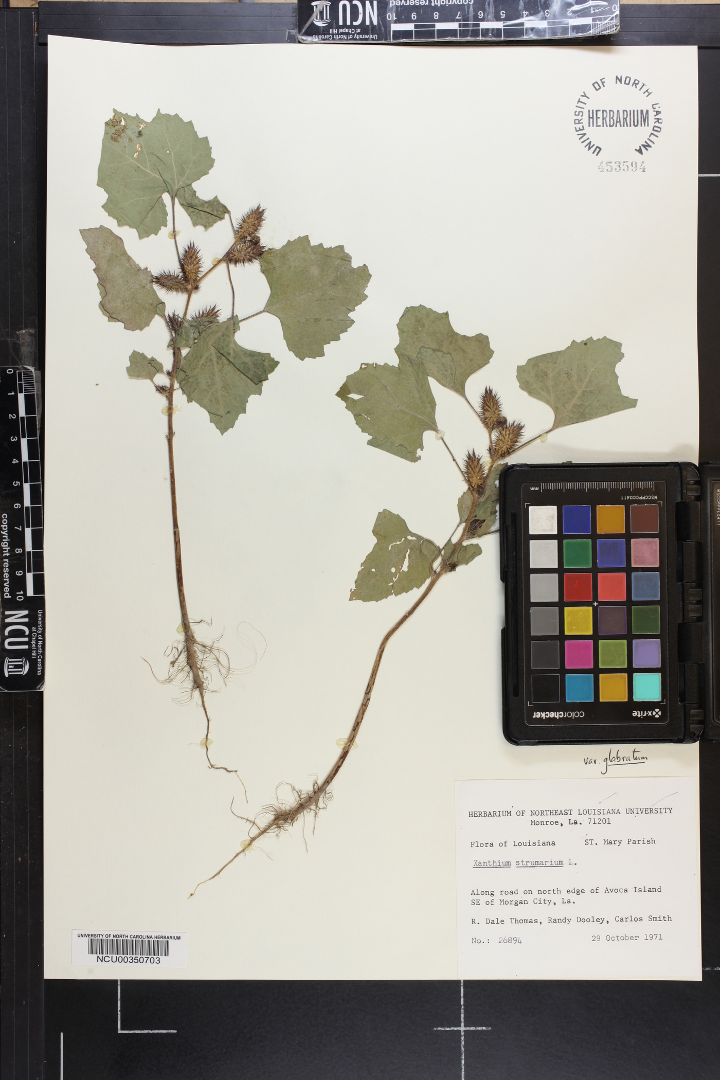 Xanthium strumarium var. glabratum image