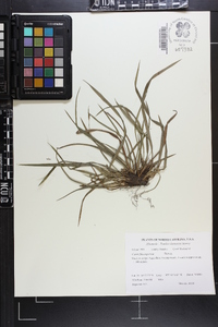 Carex flaccosperma image