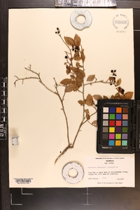 Vaccinium atrococcum image