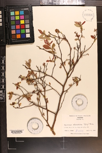 Vaccinium atrococcum image