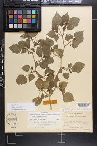 Physalis cordata image