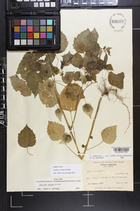 Physalis cordata image