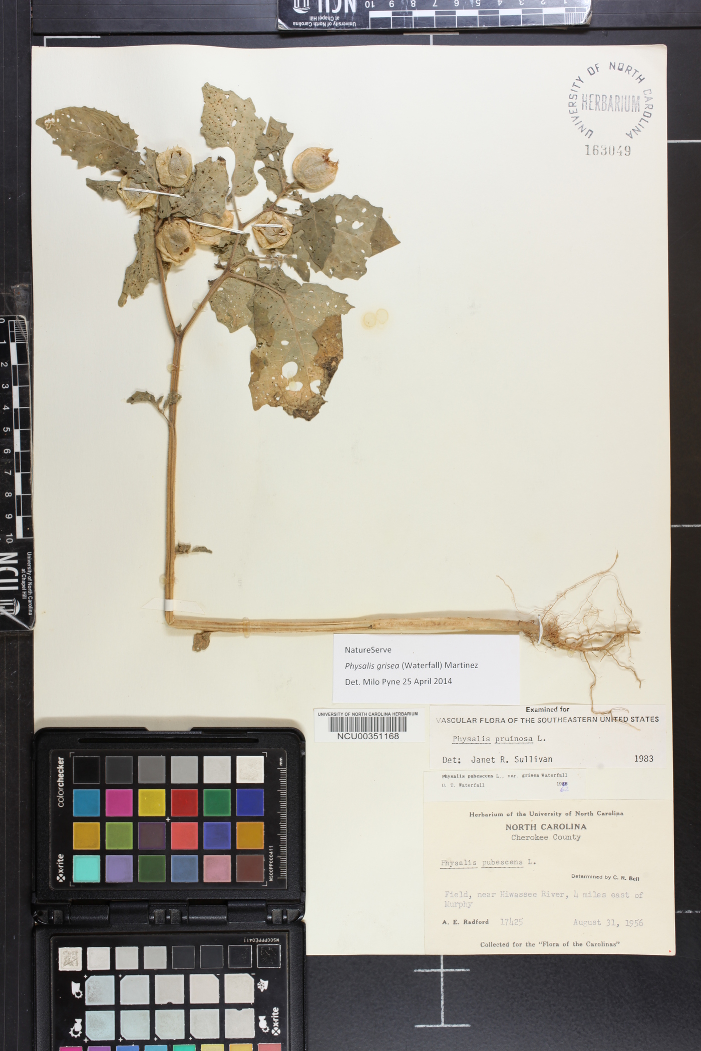 Physalis grisea image