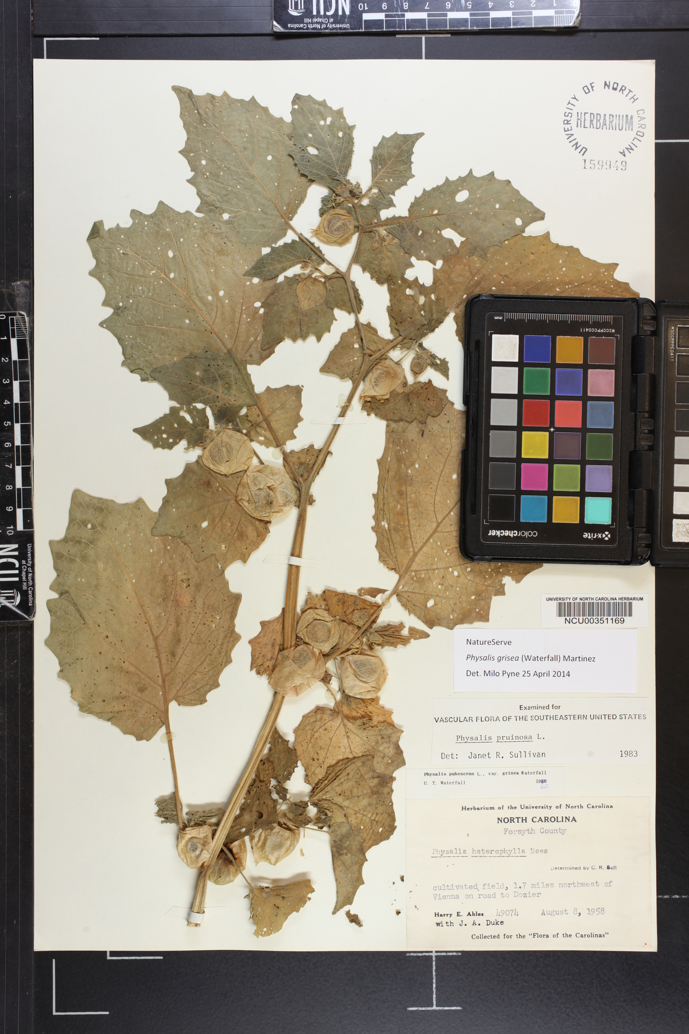 Physalis grisea image
