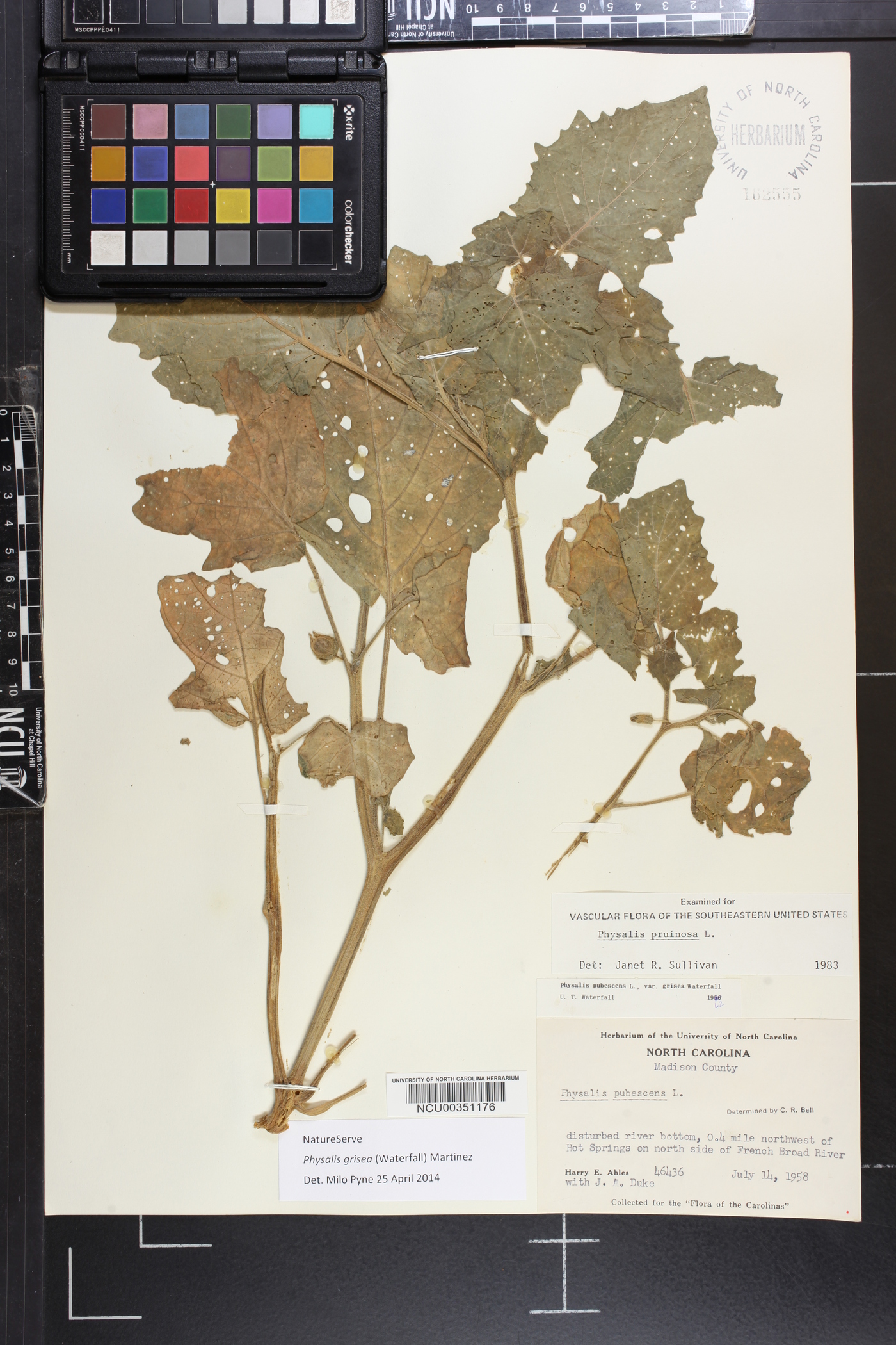 Physalis grisea image