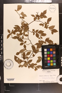 Vaccinium atrococcum image