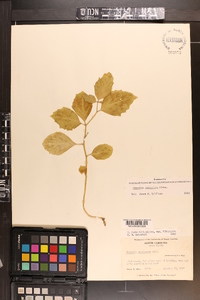 Physalis lanceolata image