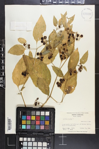 Solanum nigrum image