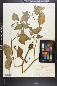 Solanum nigrum image