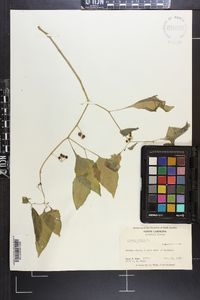 Solanum nigrum image