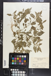 Solanum nigrum image