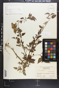 Solanum ptychanthum image