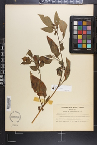 Solanum ptychanthum image