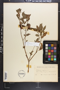 Solanum ptychanthum image