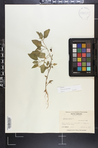 Solanum ptychanthum image