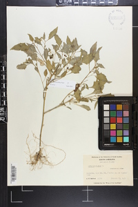 Solanum ptychanthum image