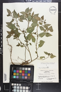 Solanum americanum image