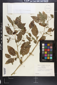 Solanum americanum image