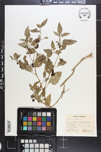 Solanum americanum image