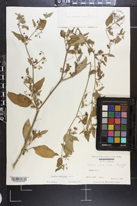 Solanum americanum image