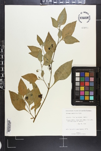 Solanum americanum image