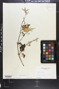 Solanum americanum image