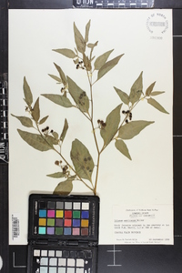 Solanum americanum image