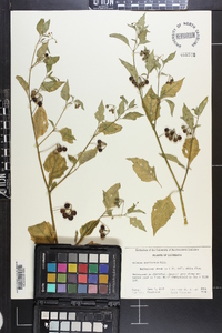 Solanum americanum image