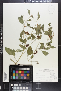 Solanum americanum image