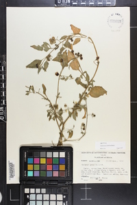 Solanum americanum image