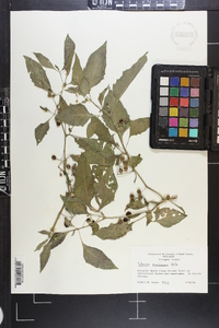 Solanum americanum image